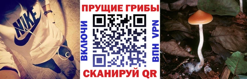 где купить наркотик  Кировград  Галлюциногенные грибы Psilocybine cubensis 